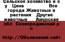 Сельское хозяйство и з/у › Цена ­ 2 500 000 - Все города Животные и растения » Другие животные   . Амурская обл.,Сковородинский р-н